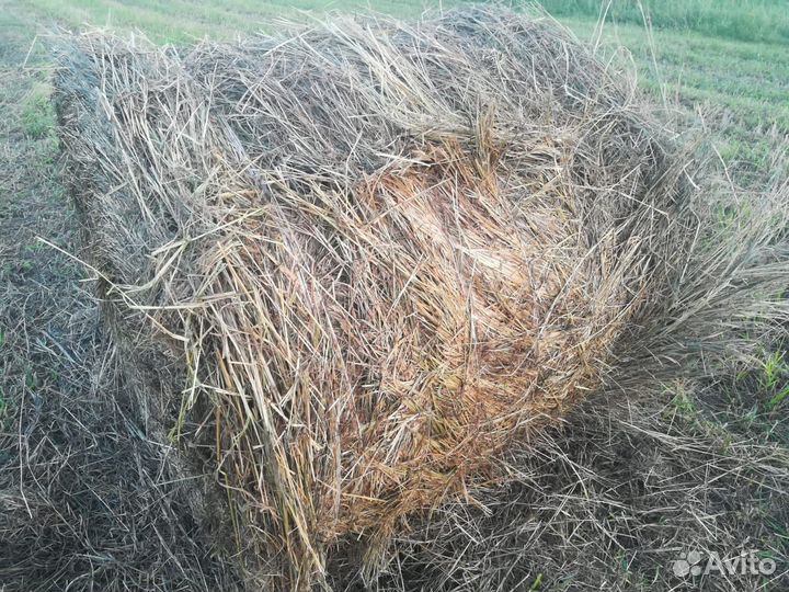 Продам сено костер в рулонах, тюках