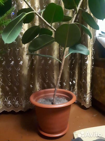 Фикус 4-5 лет