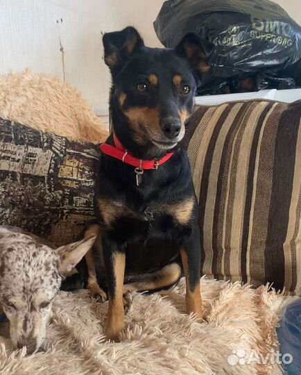 Собака в добрые руки