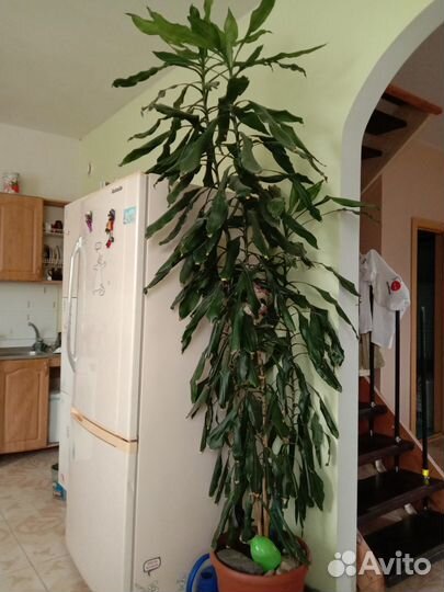 Драцена бамбук