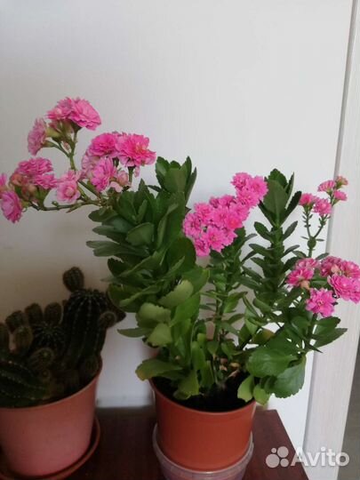Каланхоэ цветущий 5 видов