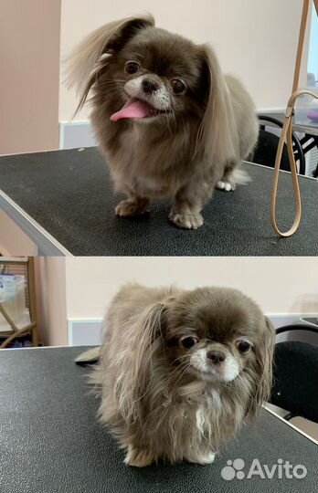 Стрижка собак