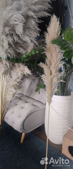 Кортадерия пампасная трава