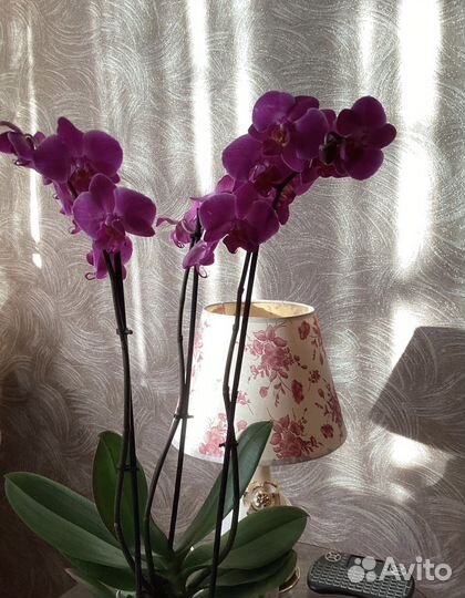 Орхидея фаленопсис