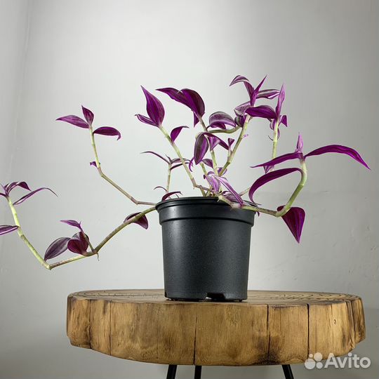 Традесканция, d-11