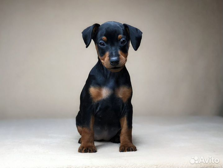 Щенки миниатюрного пинчера