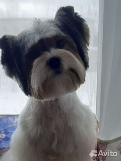 Бивер йорк вязка