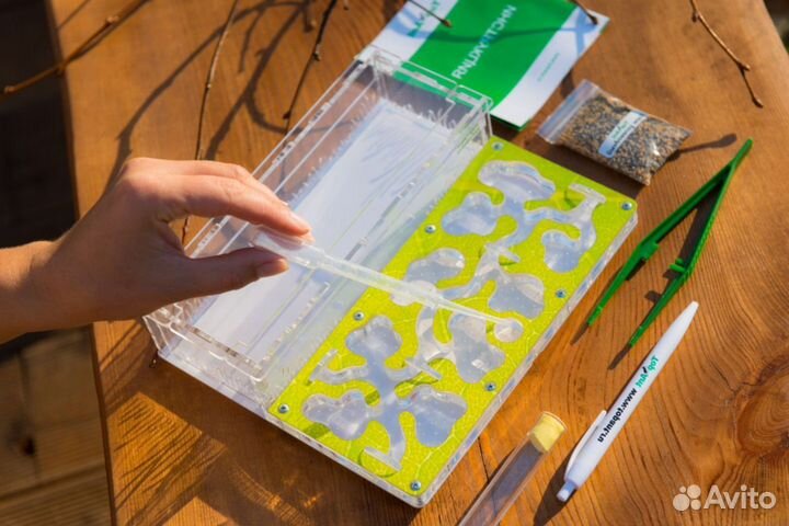 Муравьиная ферма / Формикарий