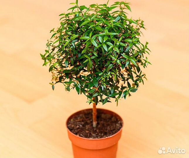 Мирт - дерево счастья