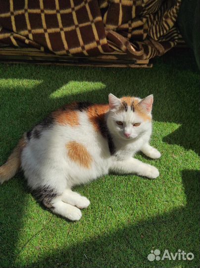 Кошки в добрые руки