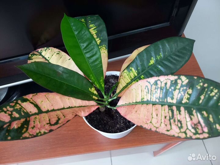 Кротон миссис Айстон