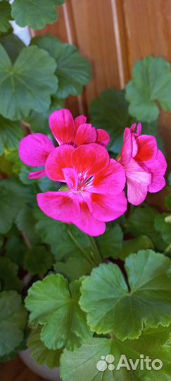 Пеларгония герань