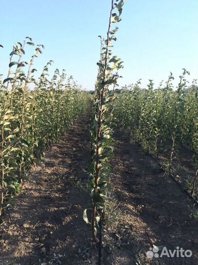 Саженцы груши сорта 