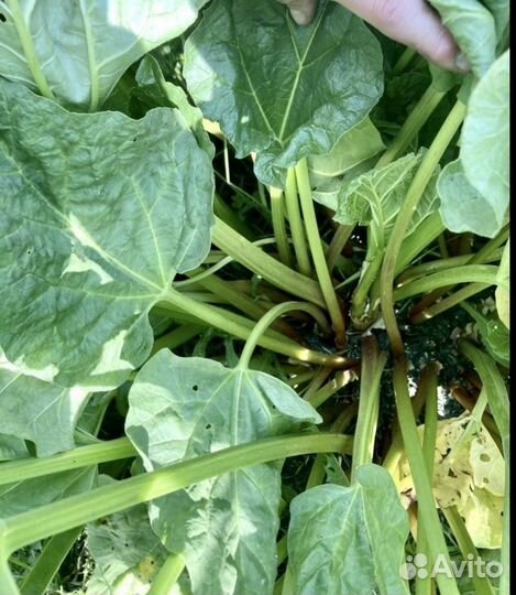 Ревень семена