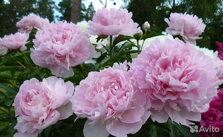 Пион Нэнси Нора