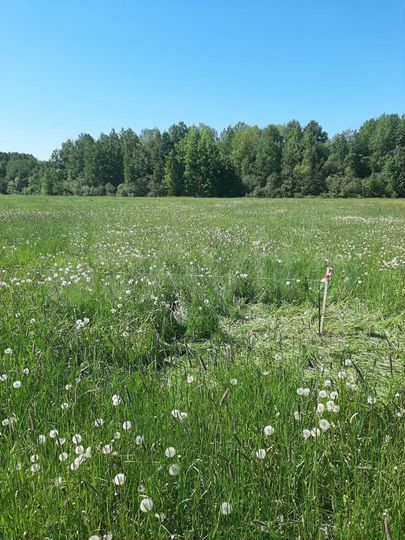 Участок 12,5 сот. (ИЖС)