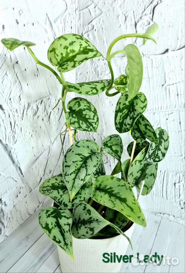 Сциндапсус Silver Lady