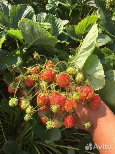 Земклубника