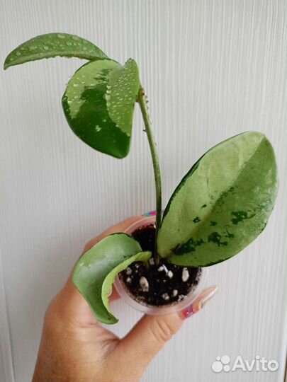 Хойя. Разные виды