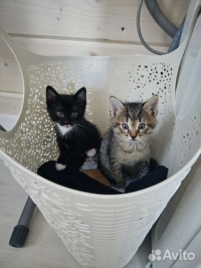 Отличные котята