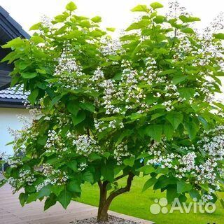 Катальпа прекрасная (дерево счастья)