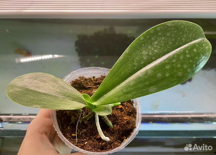 Орхидея фаленопсис детка