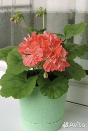 Пеларгонии