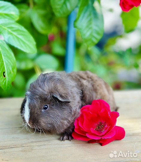 Морская свинка тедди