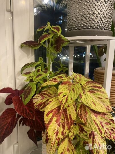 Комнатные растения (срезы)