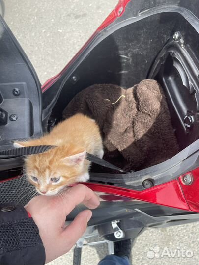 Котенок рыжий