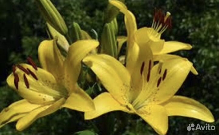 Гиппеаструм амариллис луковицы - лилии желтые