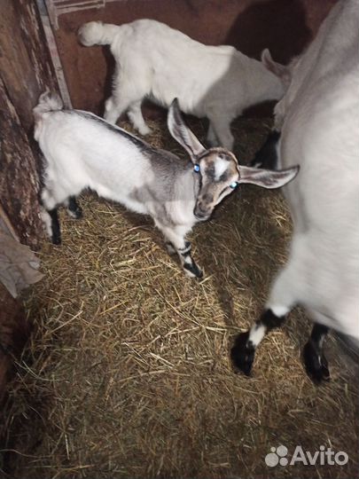 Коза альпийская