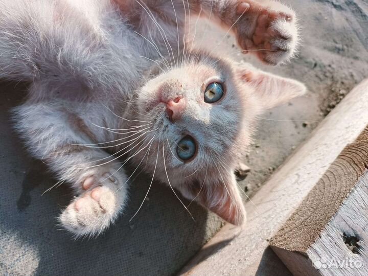 Котята в добрые руки бесплатно