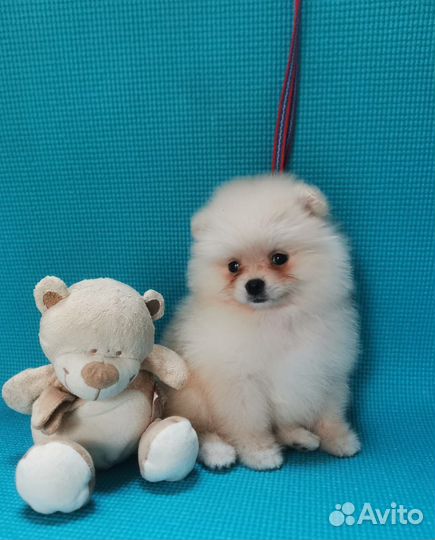 Щенки шпица