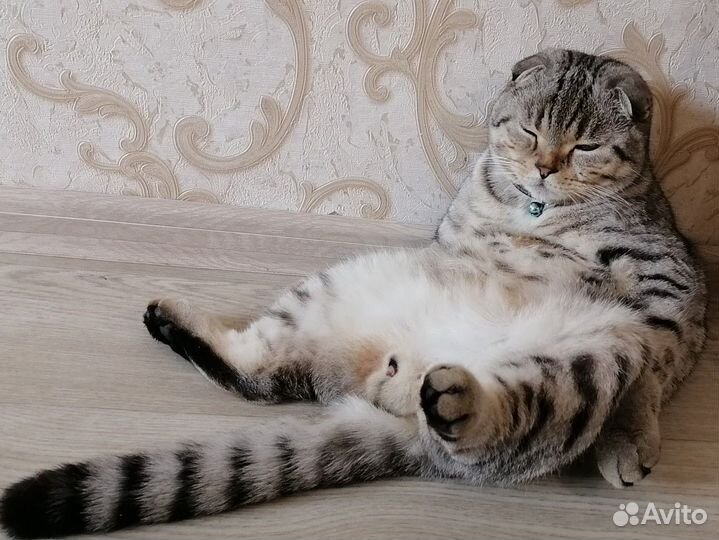 Вязка кот вислоухий