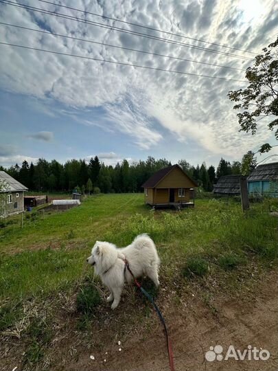 Самоед в добрые руки