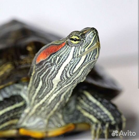 Черепаха