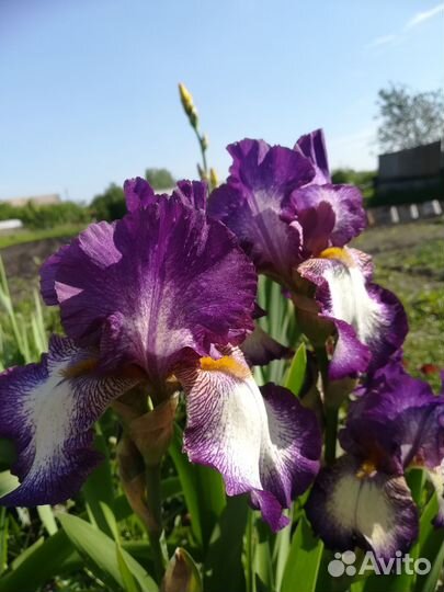 Ирис бородатый
