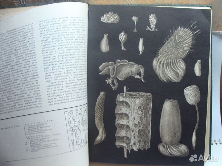 Жизнь животных в 5 томах 1968 год