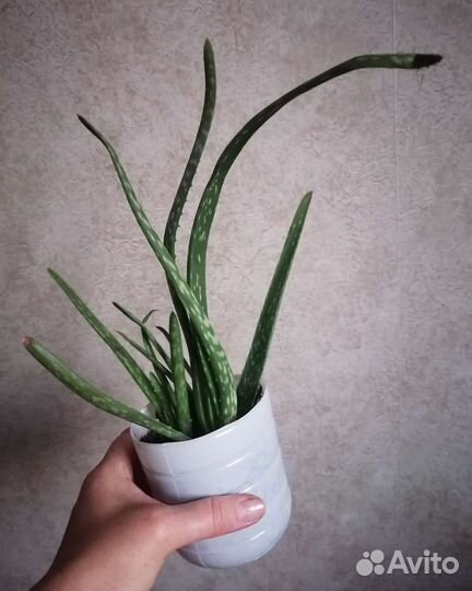 Каланхоэ лечебный,золотой ус,алоэ Вера