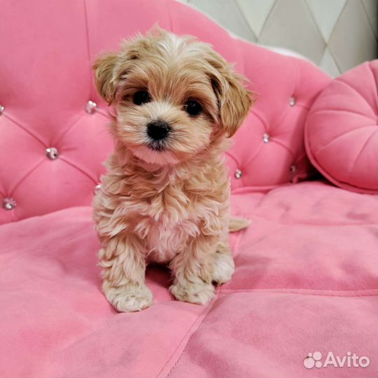 Мальтипу f1 mini