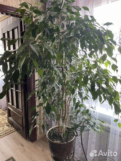 Фикус бенджамина