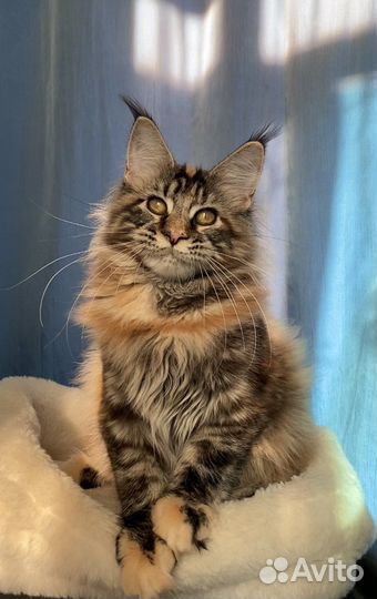 Девочки мейн кун