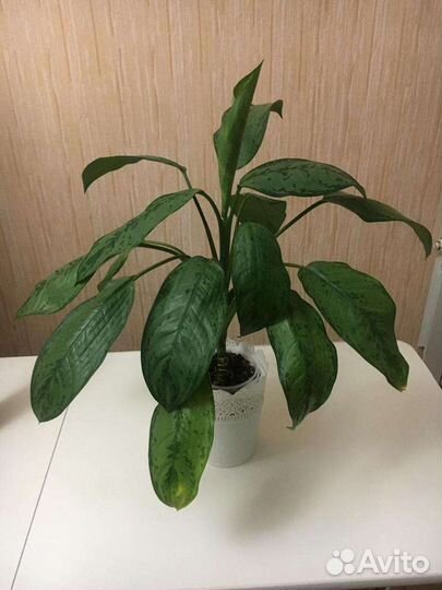 Аглаонема с 2мя большими детками