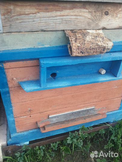 Пчелы породы Бакфаст не привозные