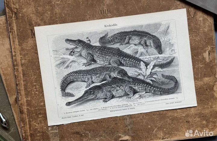 Иллюстрация Крокодилы