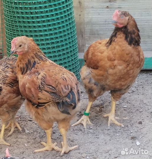 Петух Кучинский