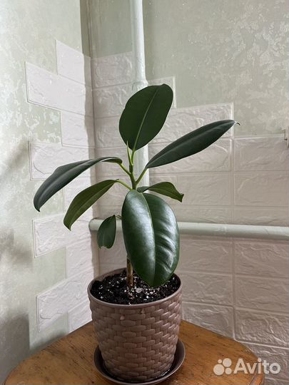 Фикус эластика