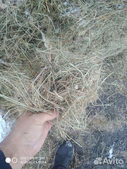 Сено в рулонах