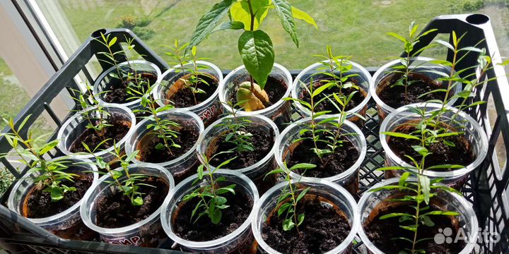 Гранат бонсай